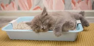 Kitten in litter box