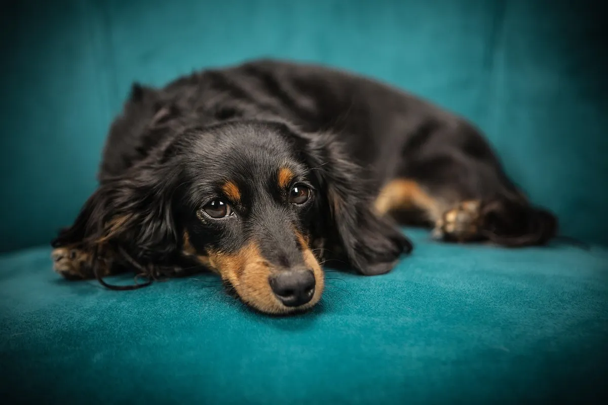 The First 7 Days After Adopting a Pet: What to Expect