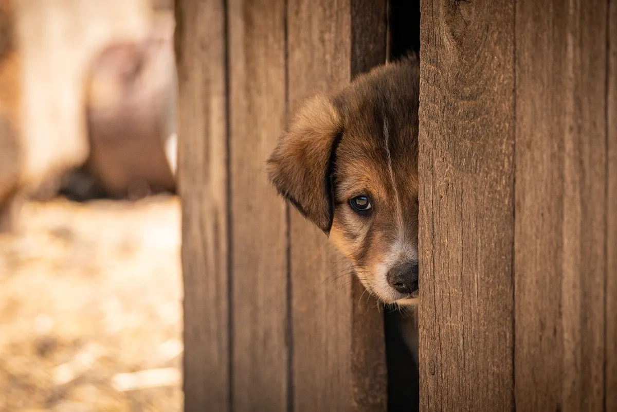 Understanding Shelter Dog Behavior: What It Really Means