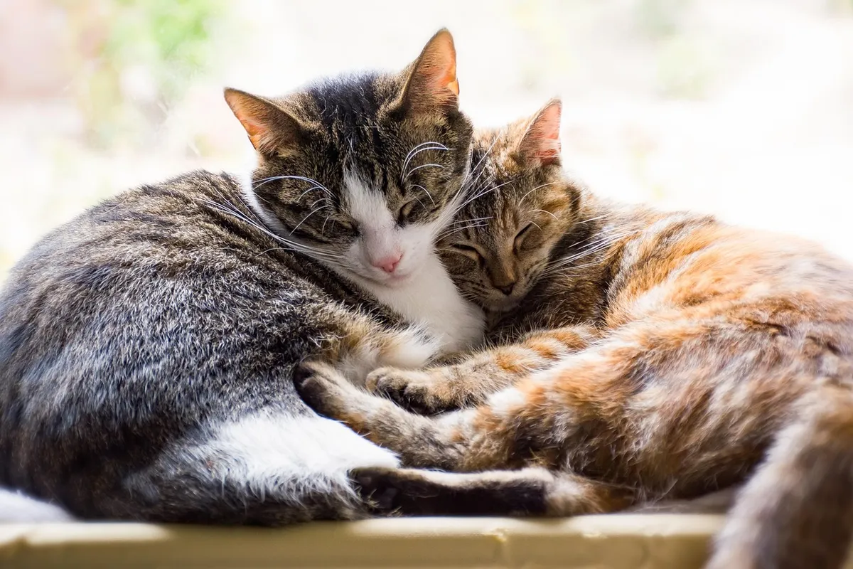 Adopting a Bonded Pair: What You Should Know