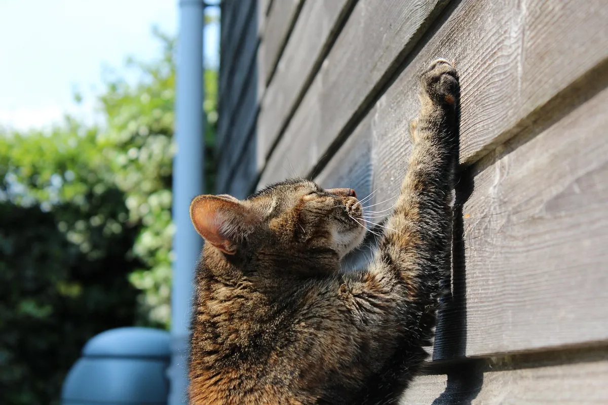 The Truth About Declawing: What Every Cat Owner Should Know