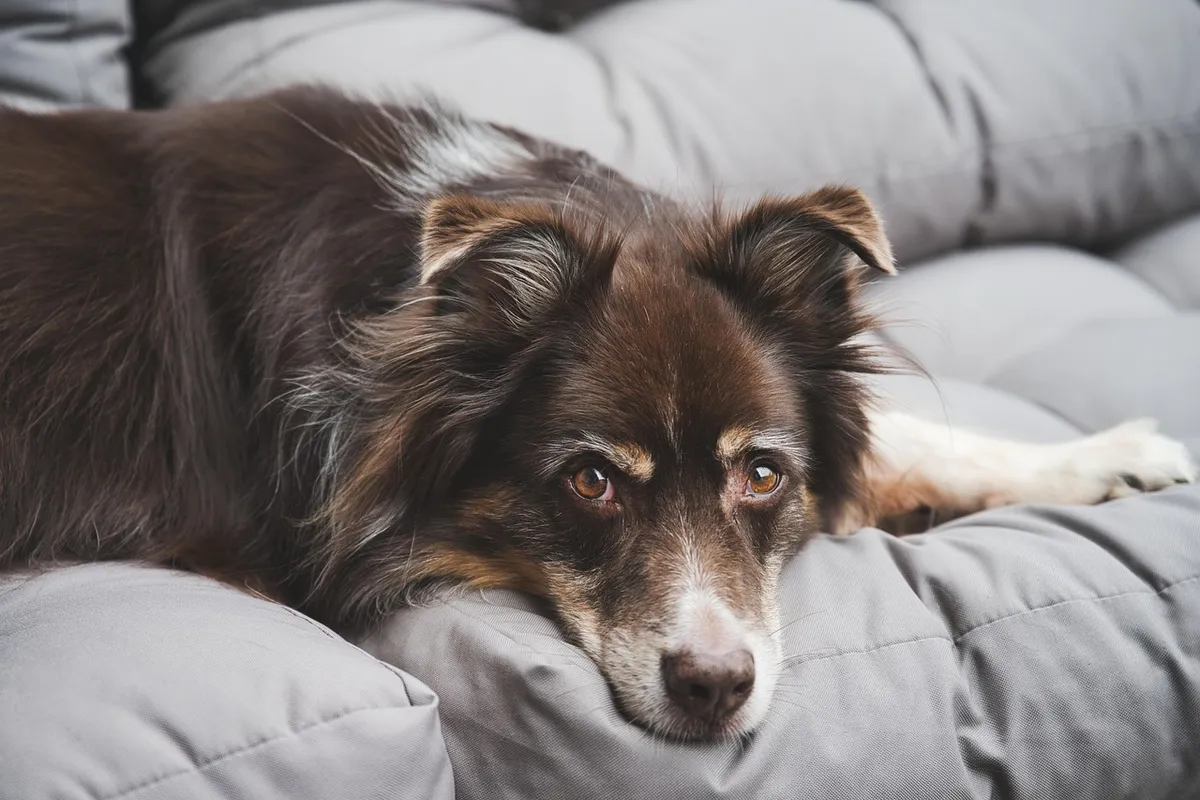 How to Dog-Proof Your Home in Under an Hour