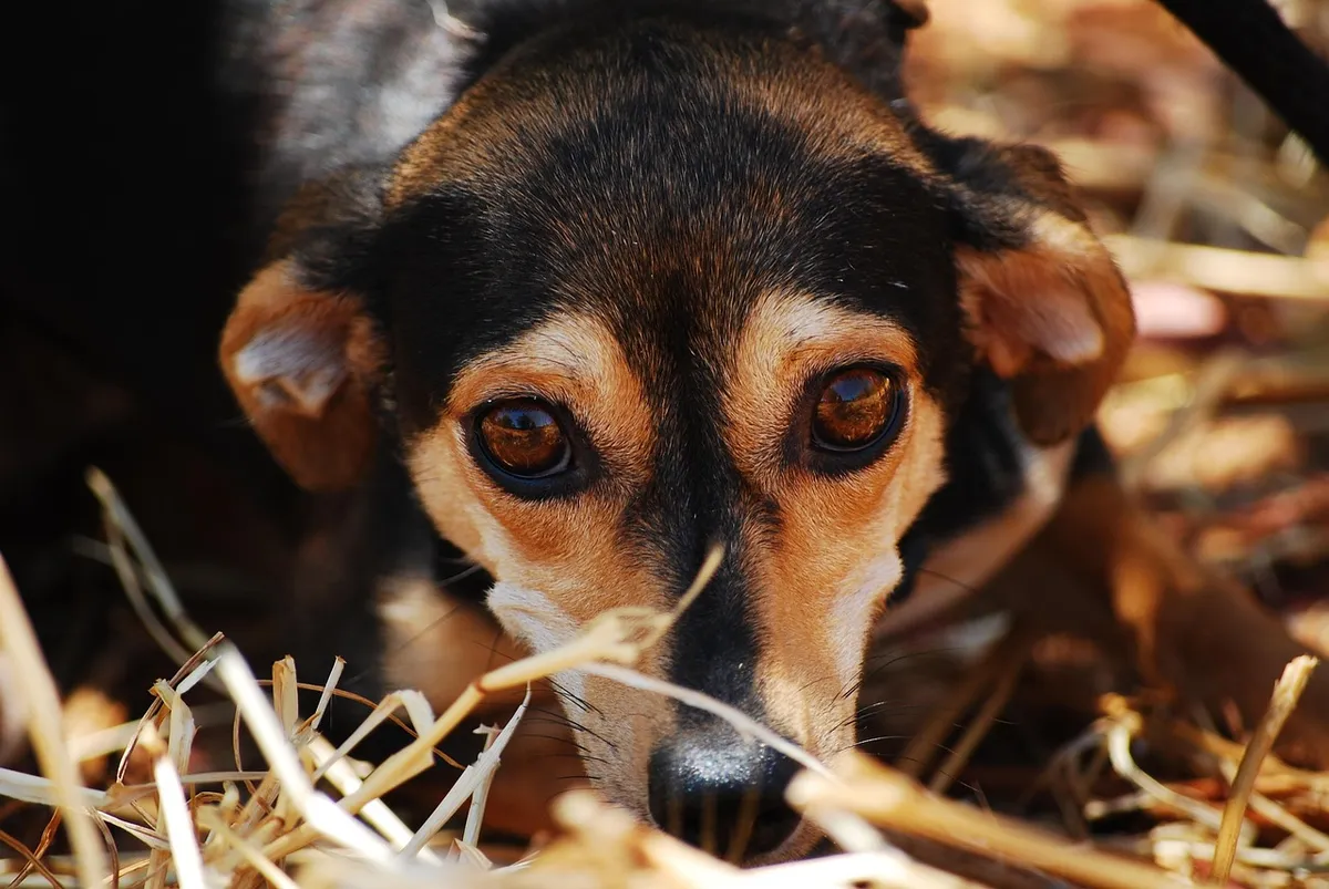 How to Reduce Kennel Stress in Dogs: Proven Strategies for Calmer, Healthier Shelter Pets