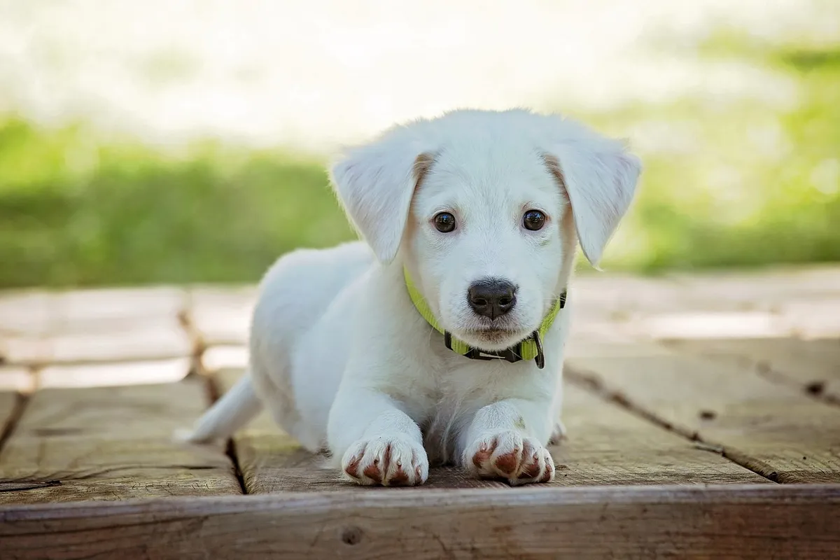 Can I Afford a Pet? Expenses You Should Know About