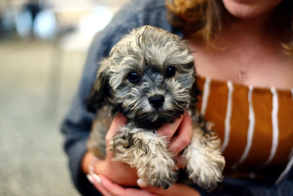 Pet Adoption Scams and Red Flags: How to Protect Yourself and Find a Legitimate Rescue