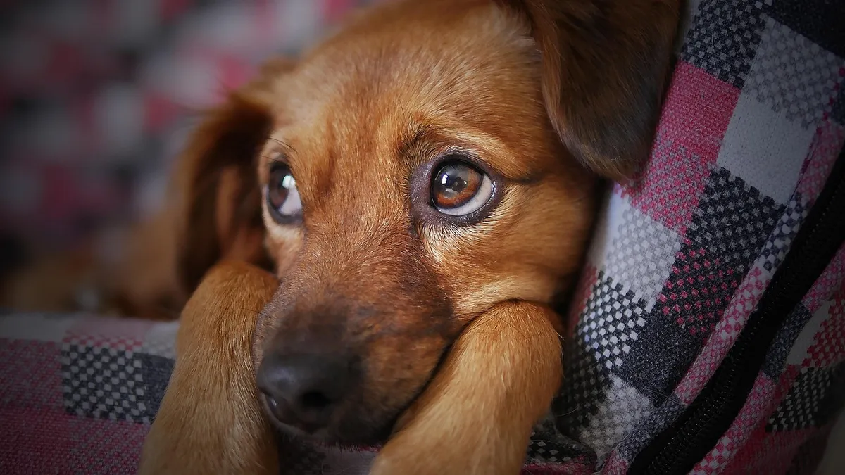 Returning an Adopted Pet: What You Need to Know Before Making That Decision