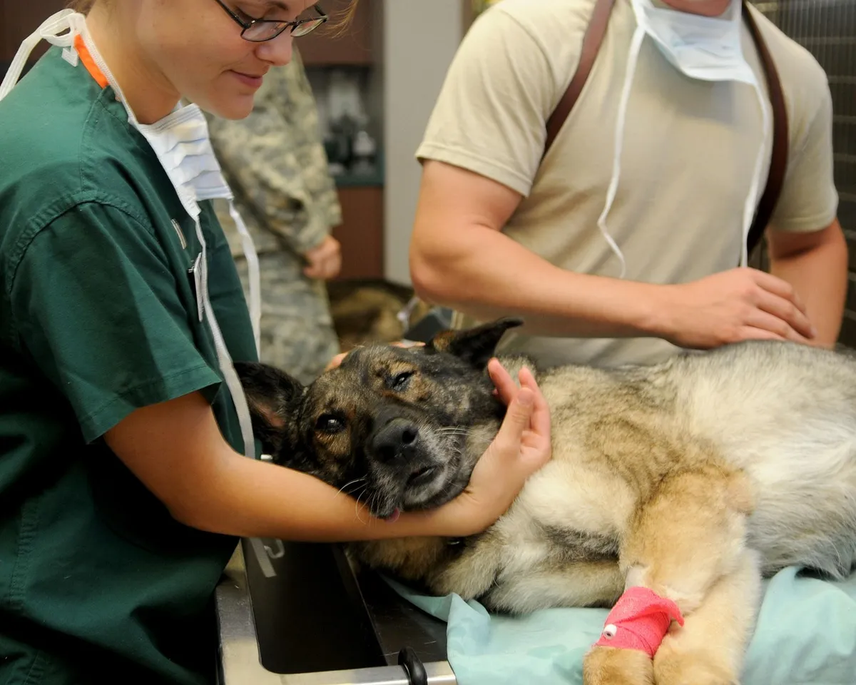 Is Pet Insurance Worth Buying? A Complete Cost-Benefit Breakdown for Pet Owners